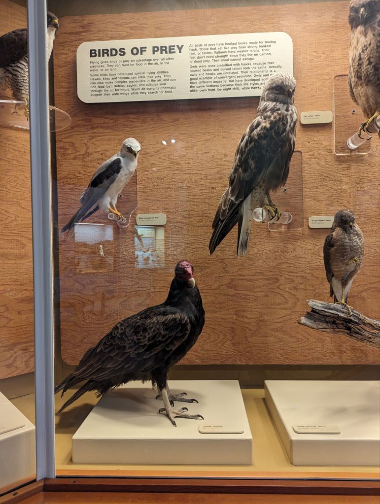birds of prey including turkey vulture