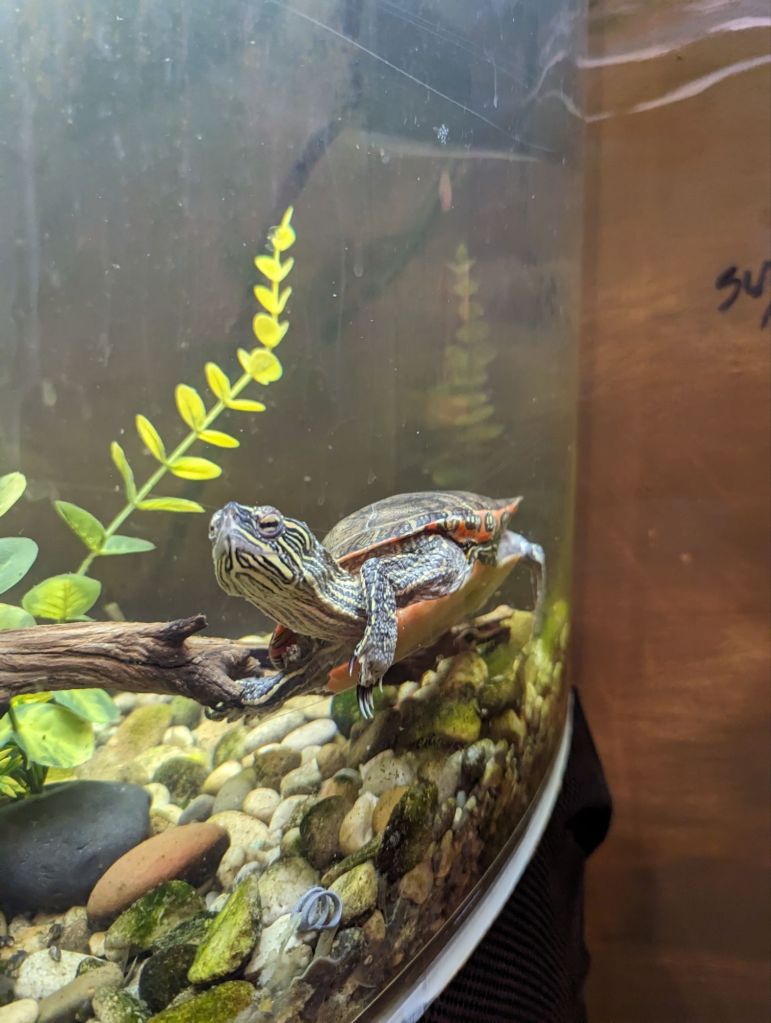 turtle in tank