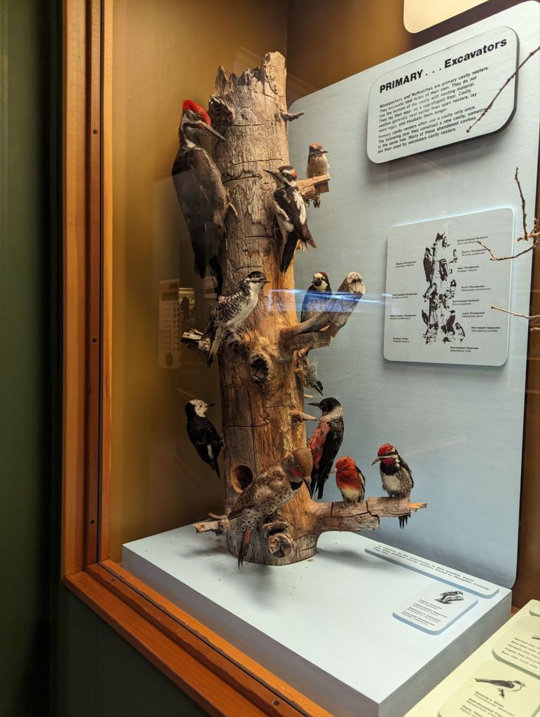 woodpeckers
