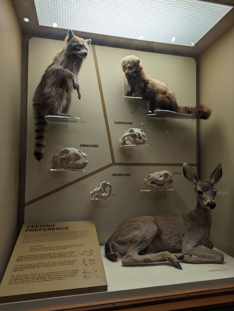 deer, racoon, and some animal marked carnivore
