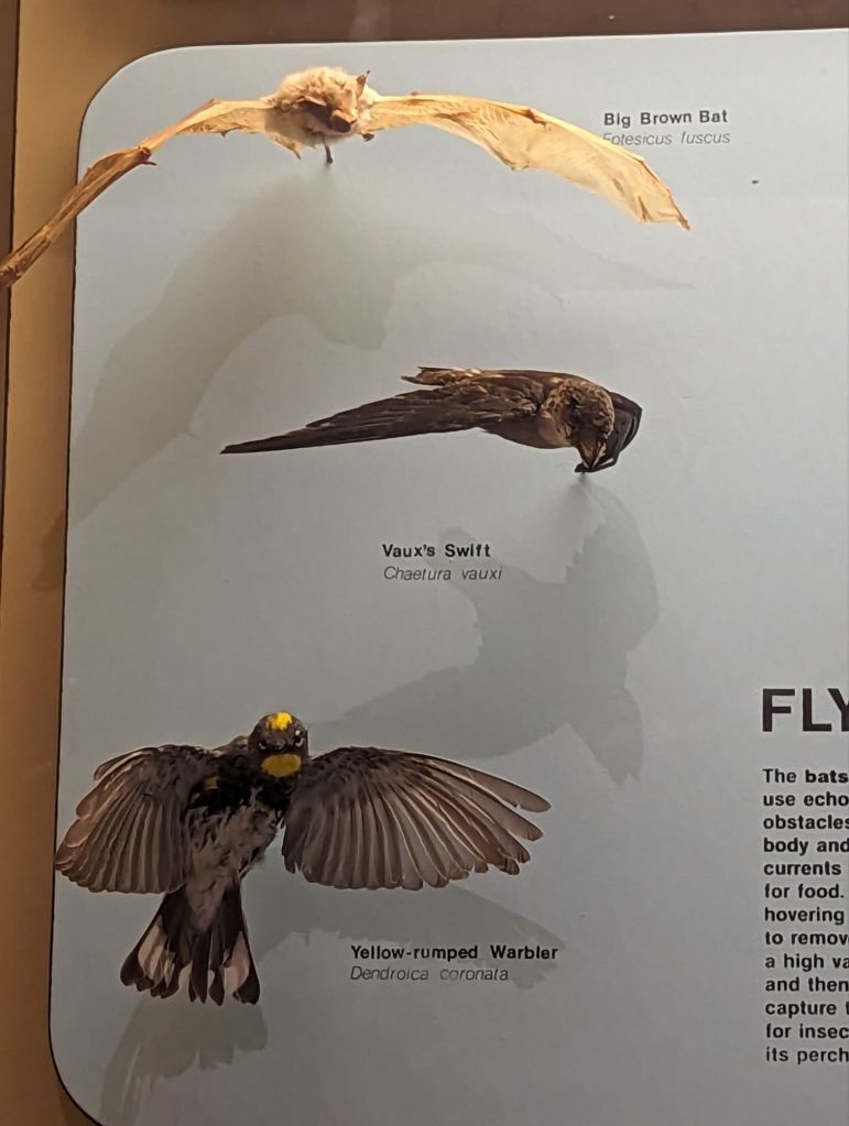 brown bat, vaux's swift, yellow-rumped warbler